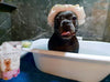 Cleopatra's Doggy Milk Bath - Luxurious Spa Bath - Luxurious Paws