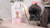 Cleopatra's Doggy Milk Bath - Luxurious Spa Bath - Luxurious Paws