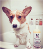 2-in-1 Dog Shampoo + Conditioner - Coconut Scented - Luxurious Paws